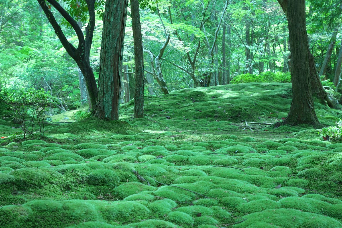 How to grow moss in 2020 | Moss garden, Growing moss 