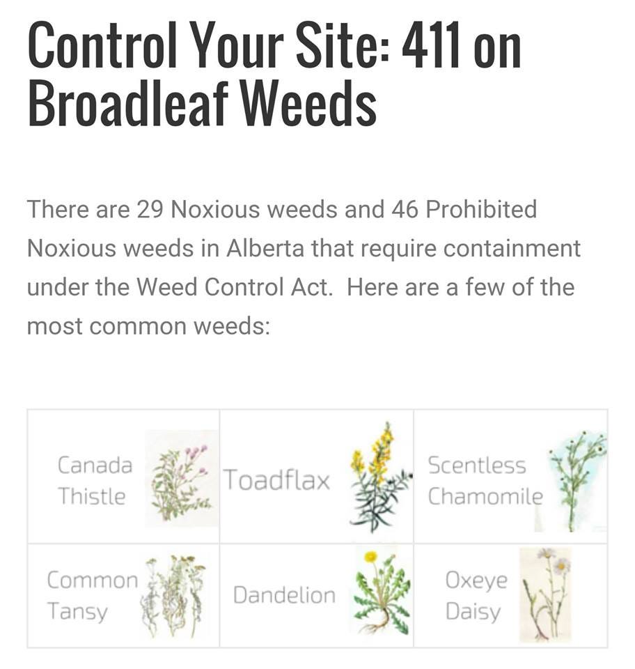 Common Weeds In Alberta Mhg Vegetation Medium 7838