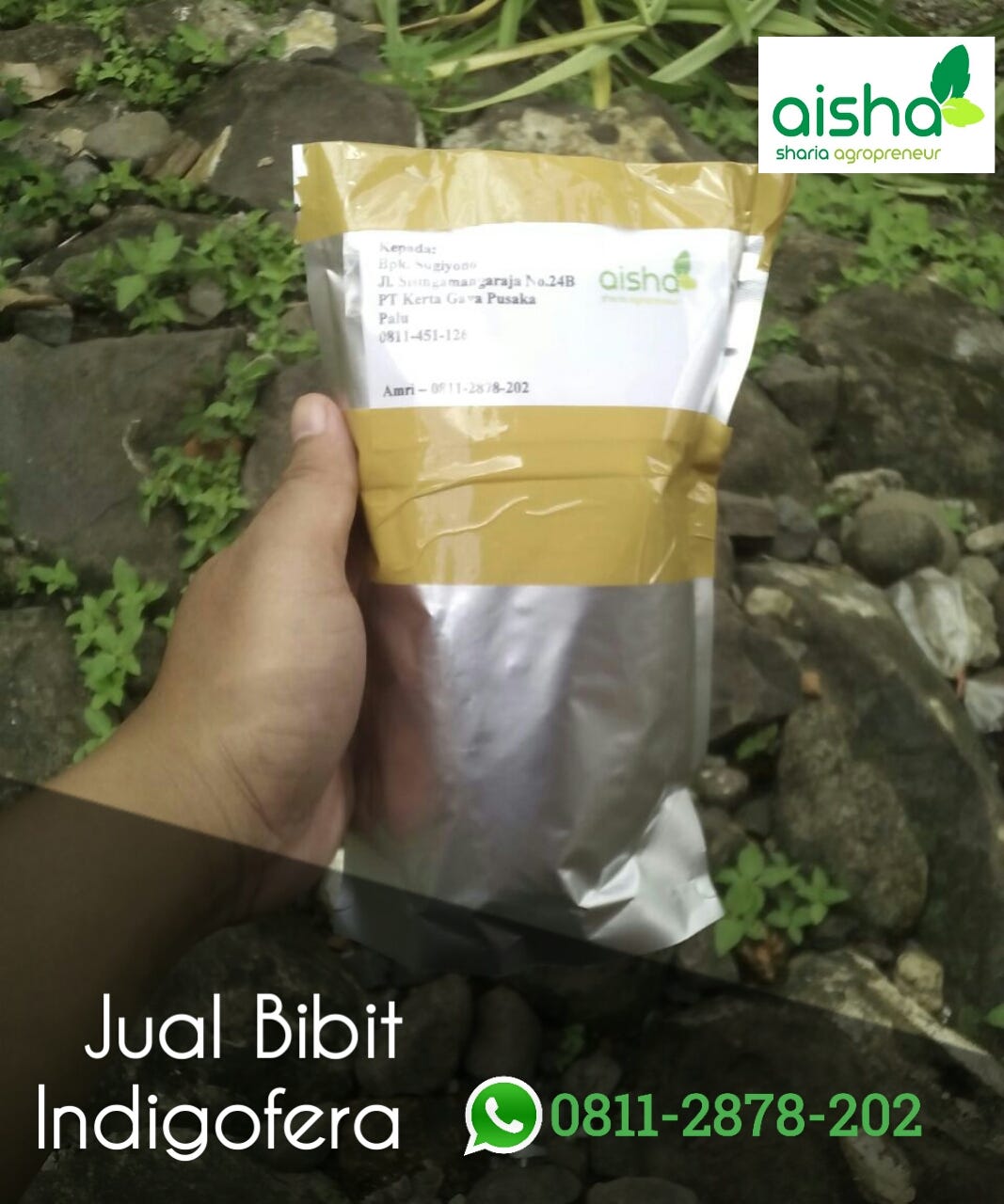jual bibit indigofera di bogor terpercaya o8ii 2878 202 jual bibit indigofera di bogor terpercaya o8ii 2878 202