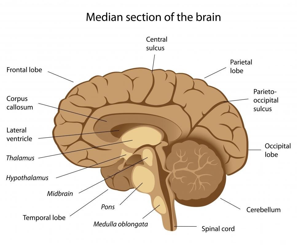 Lateral Hypothalamus – ash willi – Medium