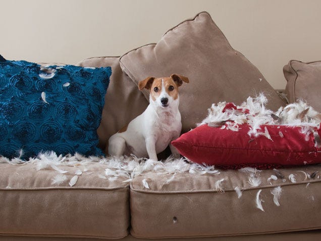 How to Keep Dogs Off the Couch