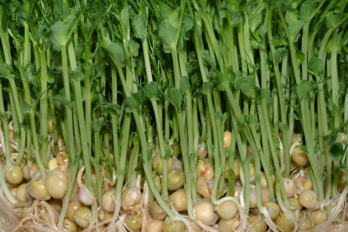 Sprout Stories Medium