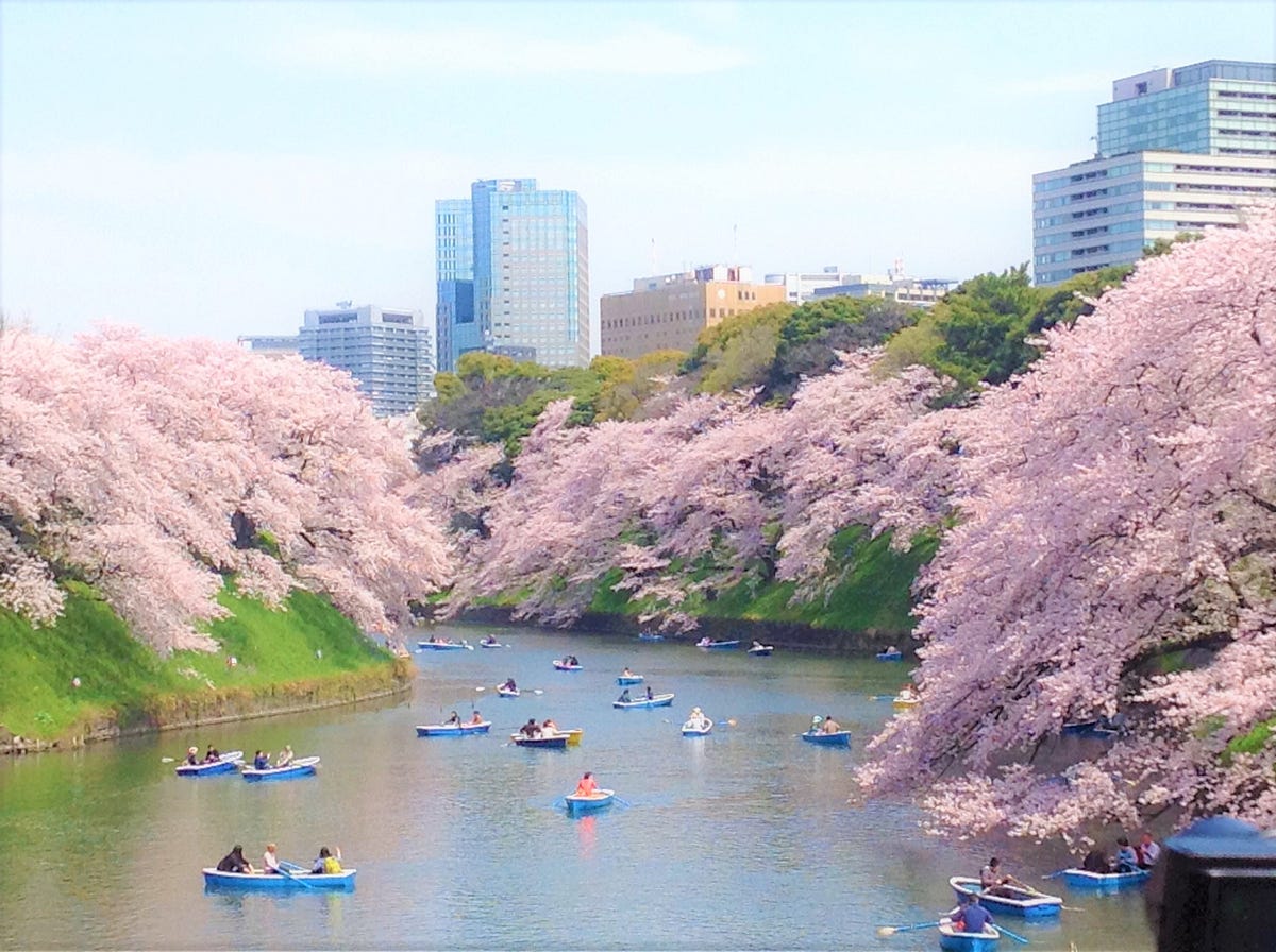 Chidorigafuchi Cherry Blossoms 2019 - Japan Travel Guide ...