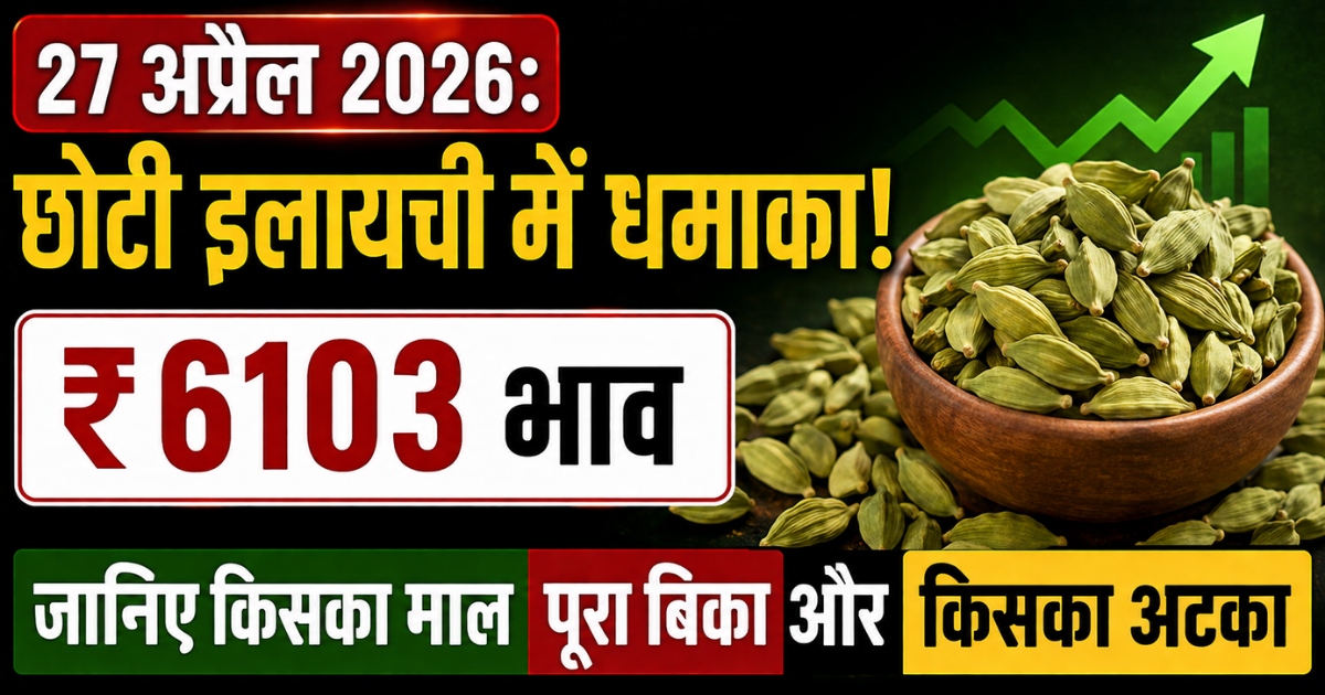 27 अप्रैल 2026: इलायची में बड़ा धमाका! ₹6103 तक पहुंचा भाव — किसका माल बिका, किसका अटका?