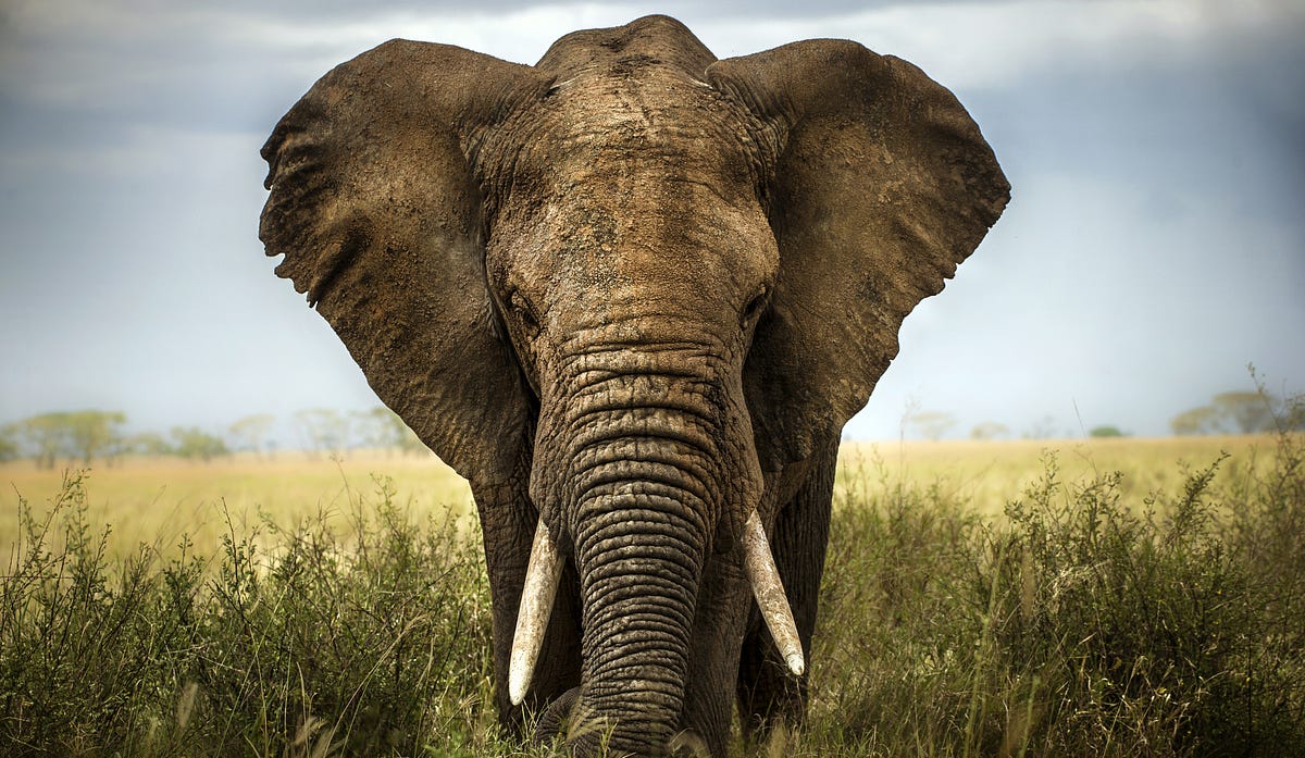 An elephant is killed every 15 minutes; an average of 96 per day. USAID is committed to stopping environmental crime and protecting the wildlife and human communities that depend on them. / Lara Zanarini, Shutterstock