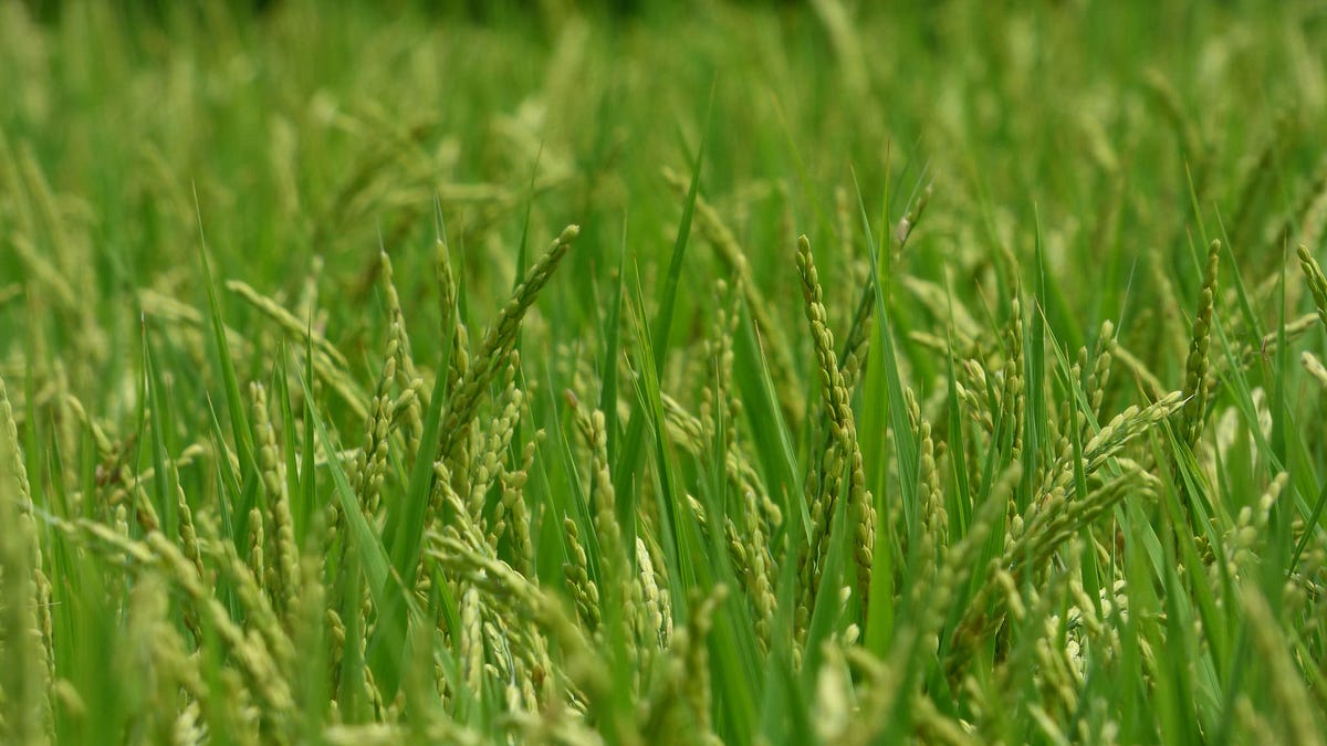 plants absorb how nutrients Could the Rice Worldâ€™s Plants Fields Up Clean Eating Arsenic