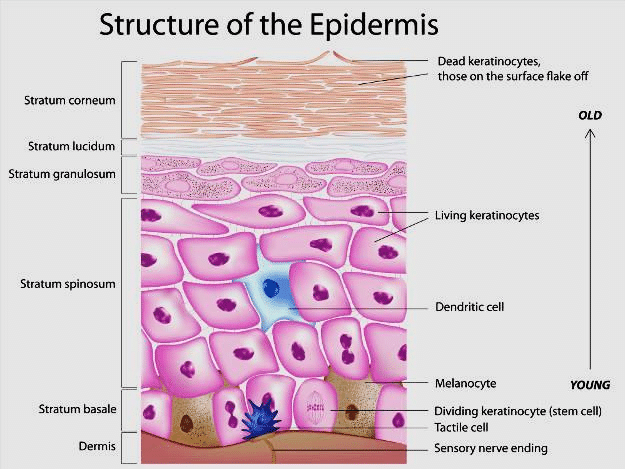 skin-health-basics-101-for-dummies-pt-1-understanding-your-epidermis