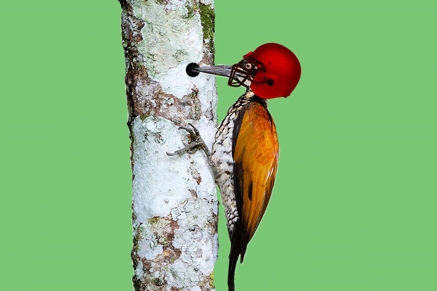 The Humble Woodpecker Has a Meme in the FootballConcussion Debate