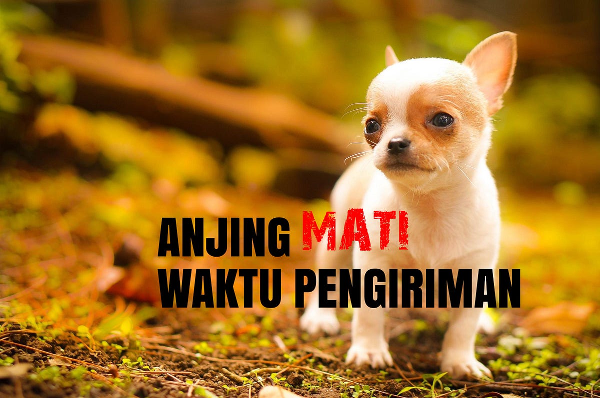 Anjing mati waktu pengiriman – Rio Farm