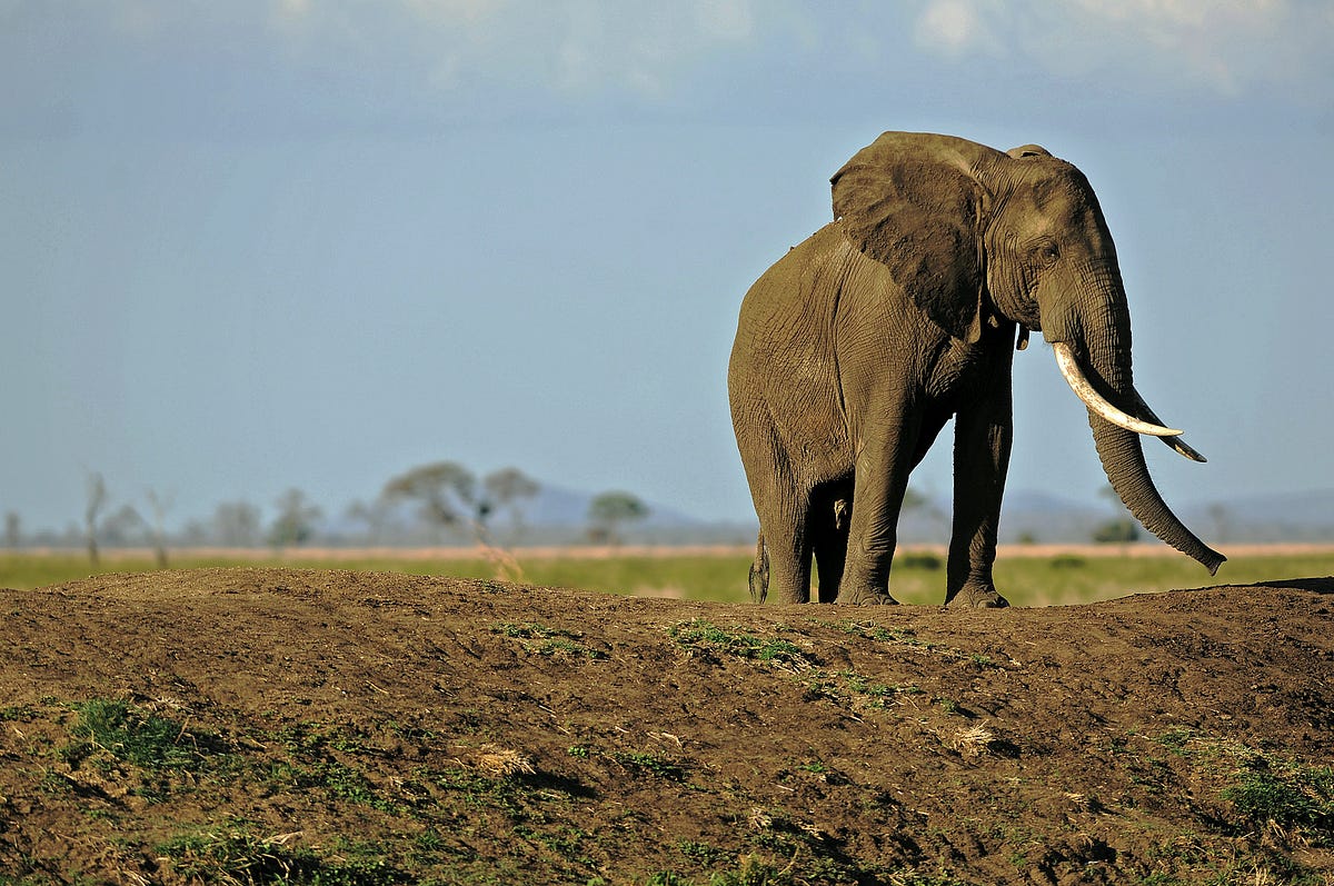 Mapping the Early Range of the African Elephant – Pacific Standard