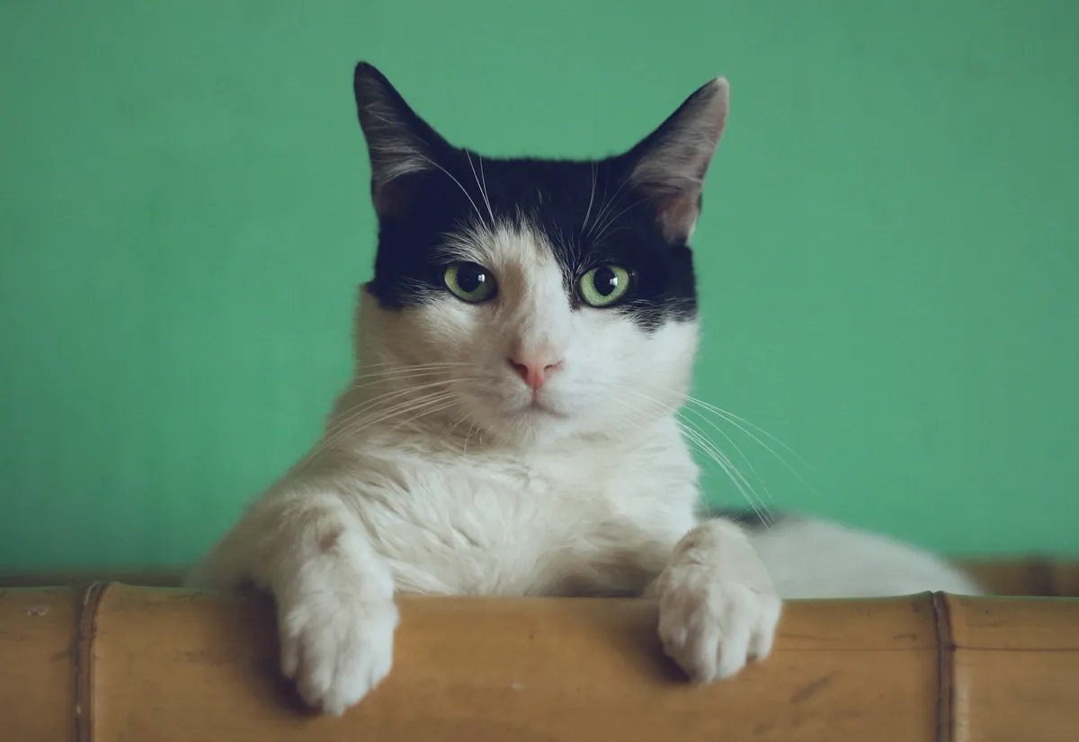 I Hid a Secret Message in a Cat Photo and Nobody Noticed for Six Months