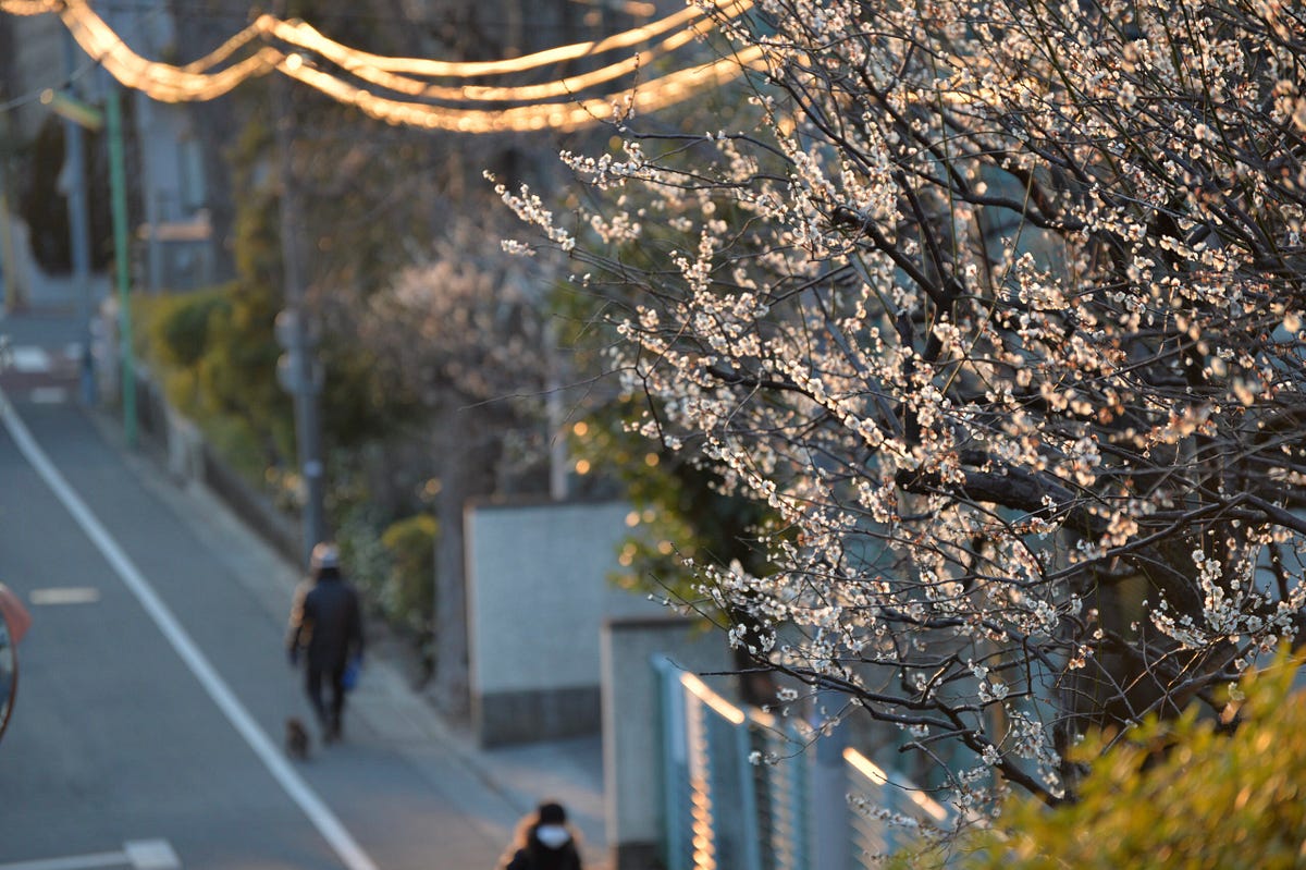 Nikon Df, AF-S VR Zoom-Nikkor 70-300m f/4.5-5.6G IF-ED, 1/125, f/5.3, ISO140