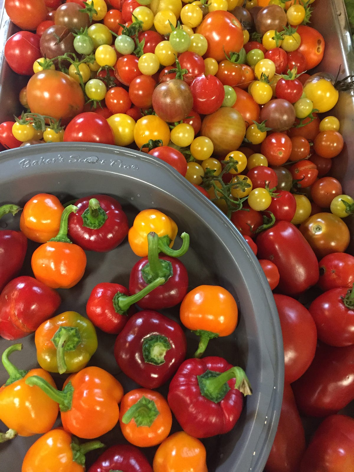 Low Cost Food Program Medium