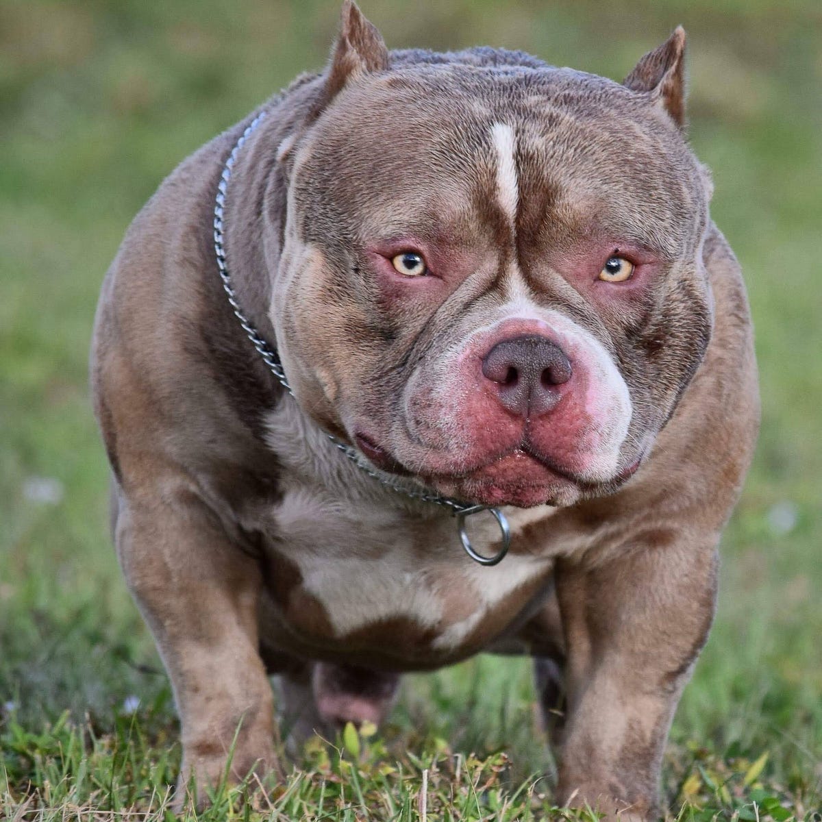 LILAC (CHAMPAGNE) & LILAC TRI COLORED AMERICAN BULLY CLONES