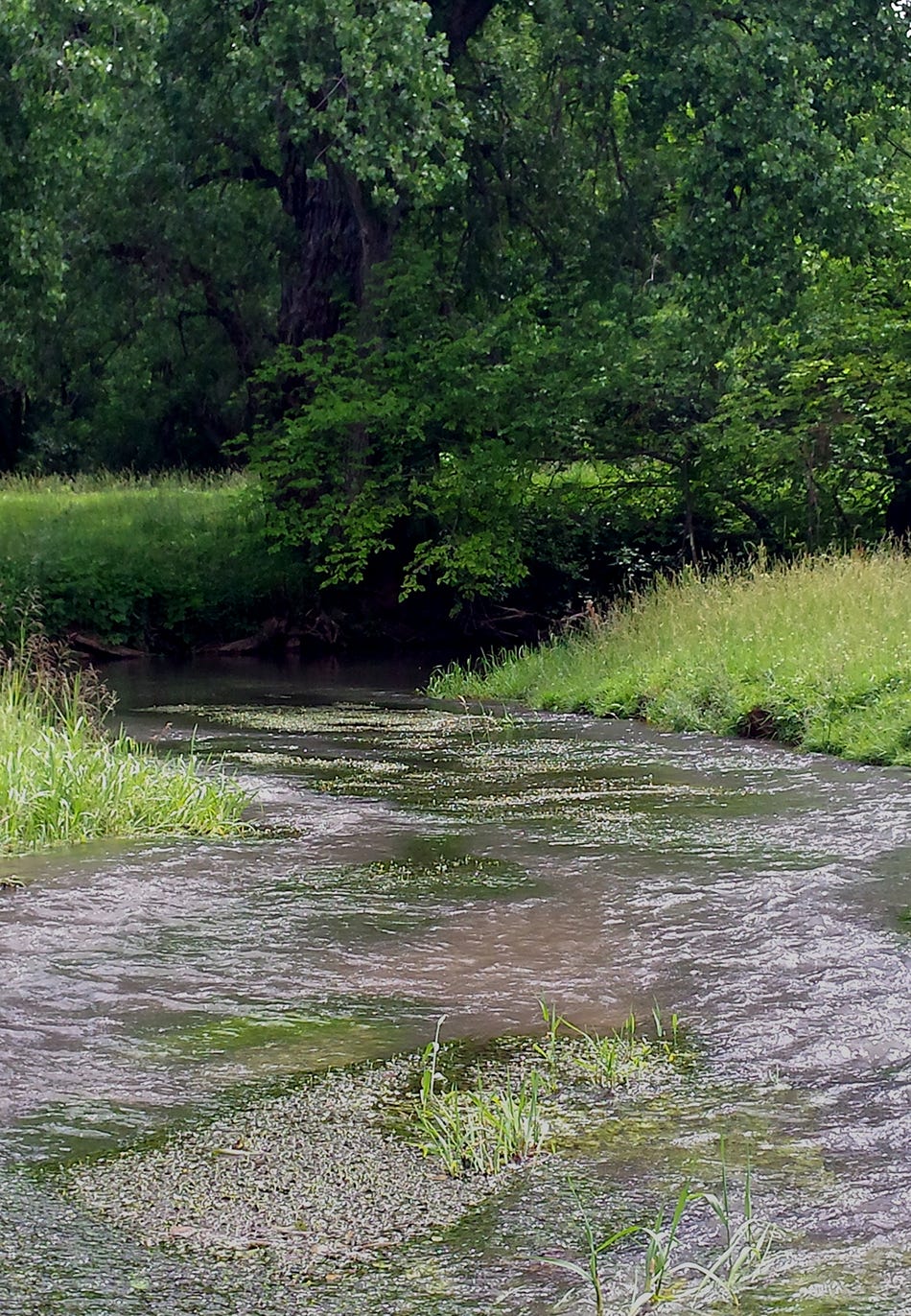 Mississippi River, trout streams benefit from feedlot upgrades in SE