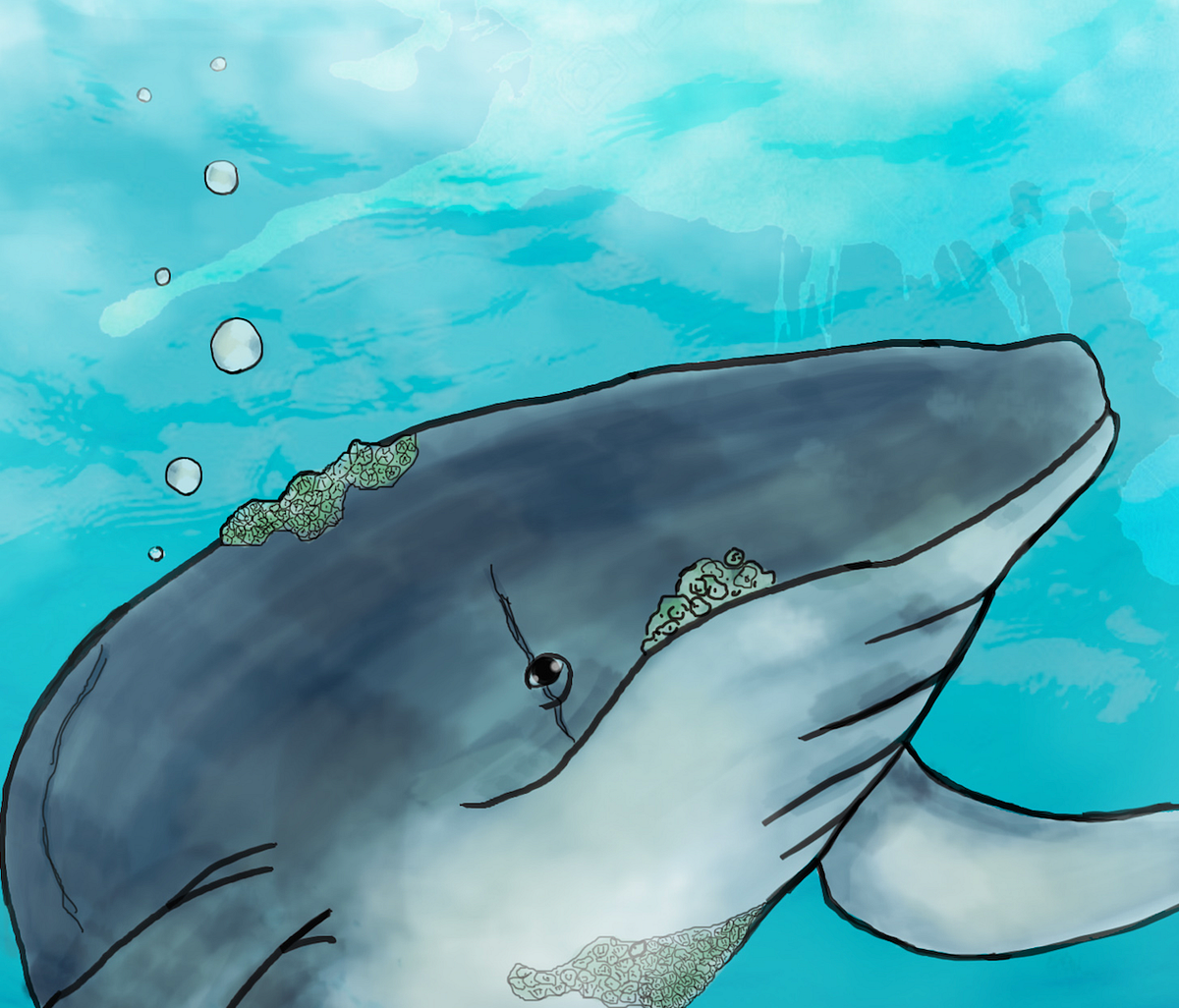 Whale-Fall - Medium
