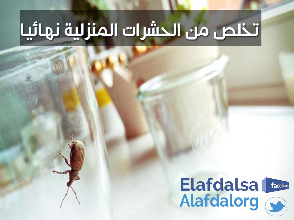 شركات رش الحشرات بالرياض والقضاء علي الحشرات المنزلية