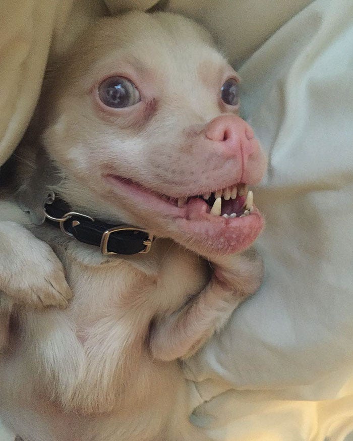 El perro murciélago que asusta y enamora en Instagram