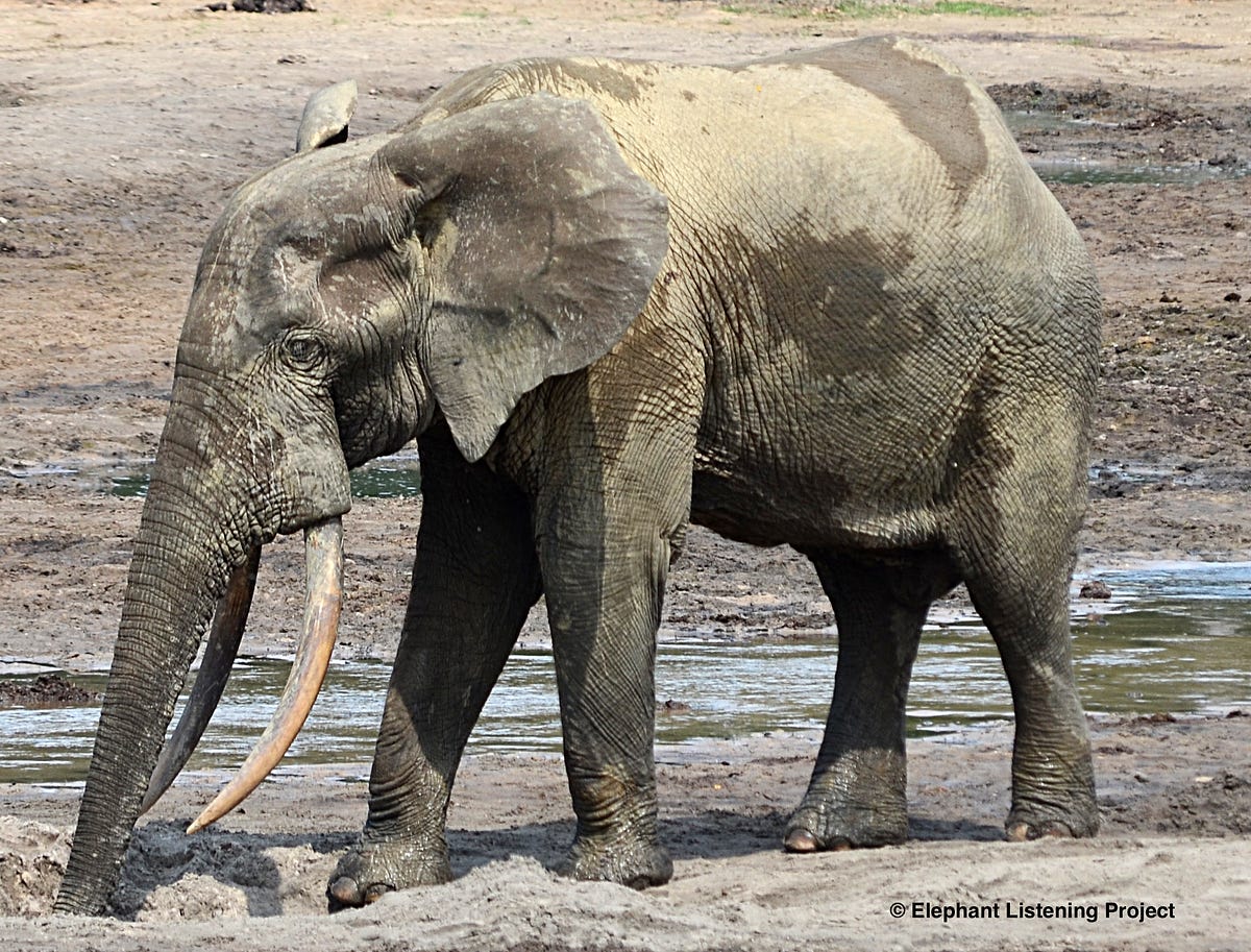 Why Do Elephants Live So Long ? – ELP Rumbles – Medium
