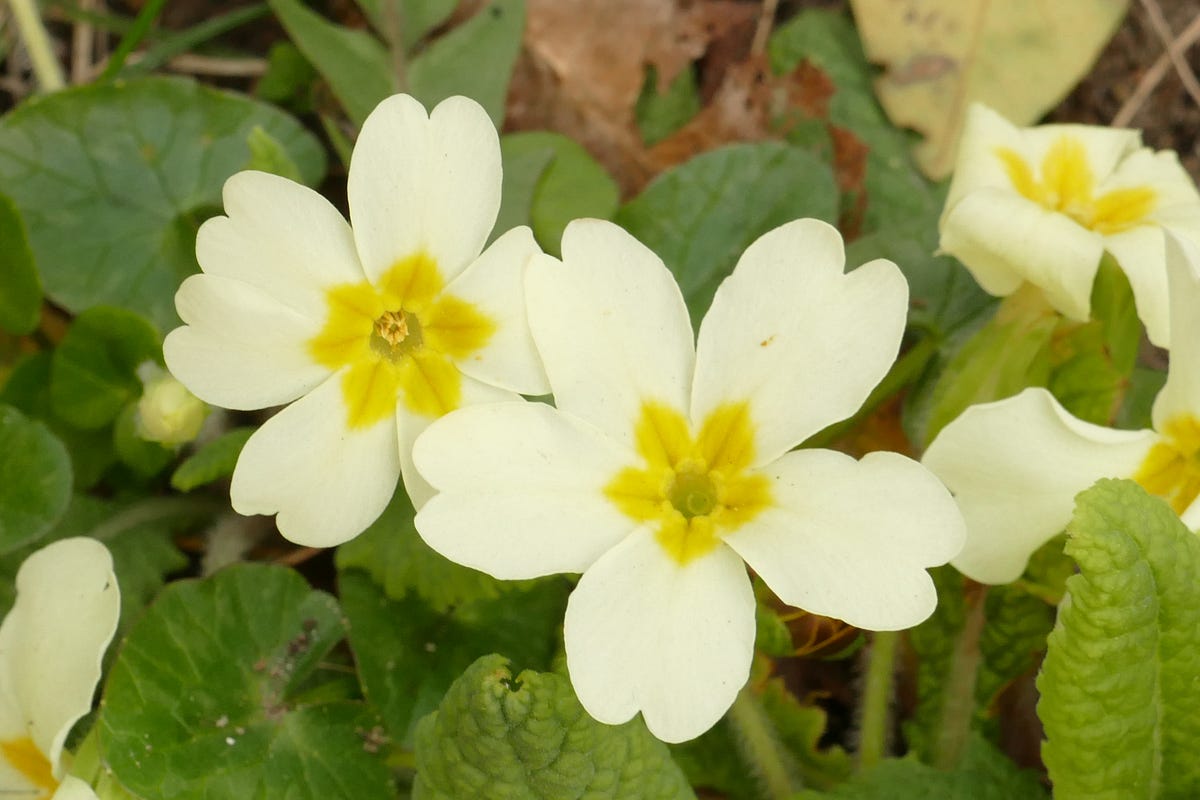 Solving the mystery of primrose flowers – Roots and Shoots – Medium