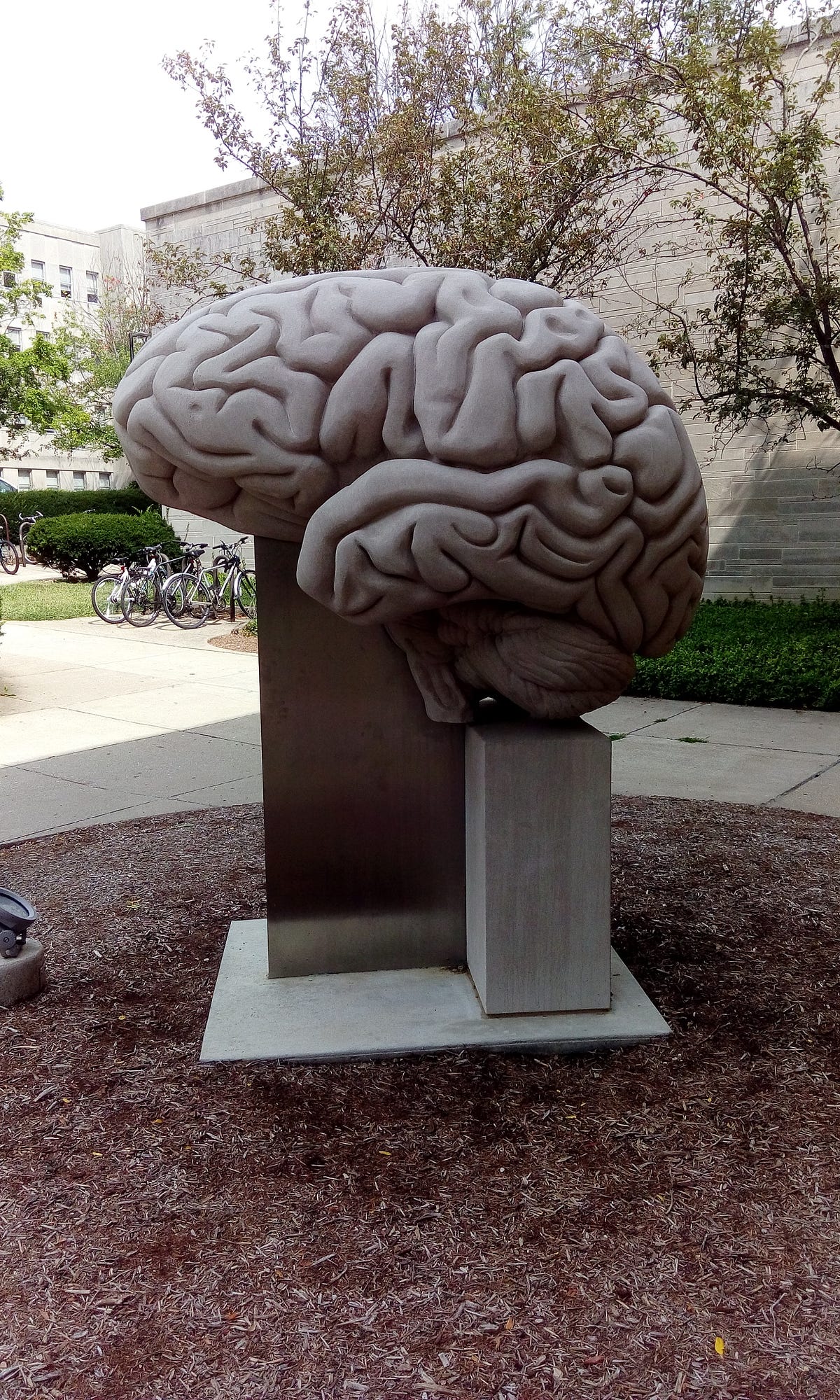 Cognitive Science Medium Cognitive Science Medium