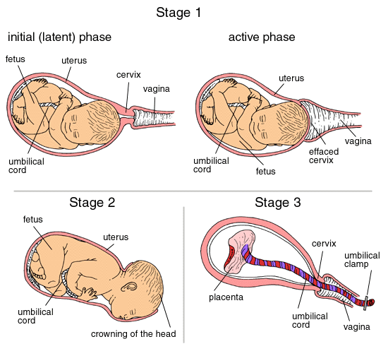 stages-of-labor-and-birth-ar-medium