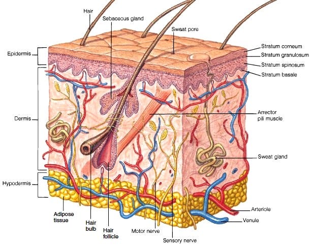 Layers of the Skin – Cindy Meza – Medium