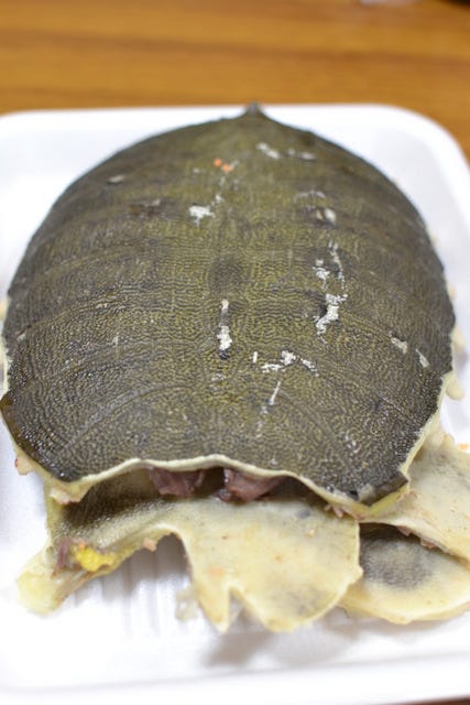 food taste expressions is shelled by eaten (a Suppon soft health a turtle) food