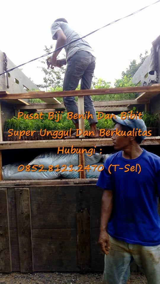 0812–1890–8795 WA, Jual Benih Buah Pepaya Calina Termurah 0812–1890–8795 WA, Jual Benih Buah Pepaya Calina Termurah