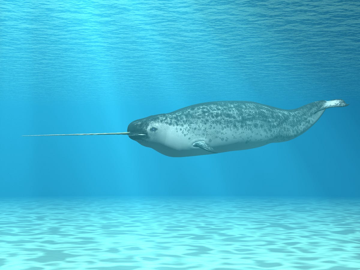 goffa narwhal