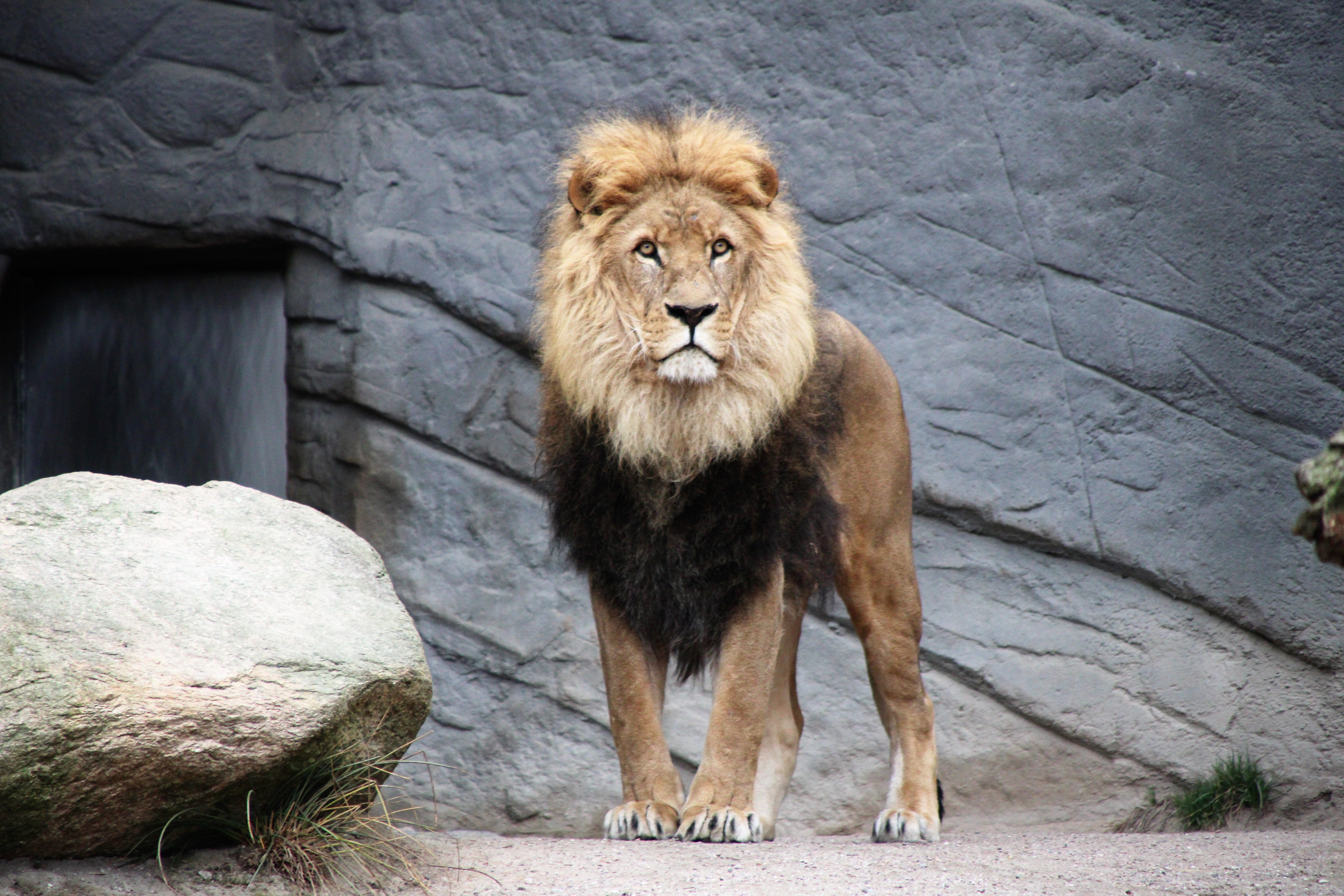 lion