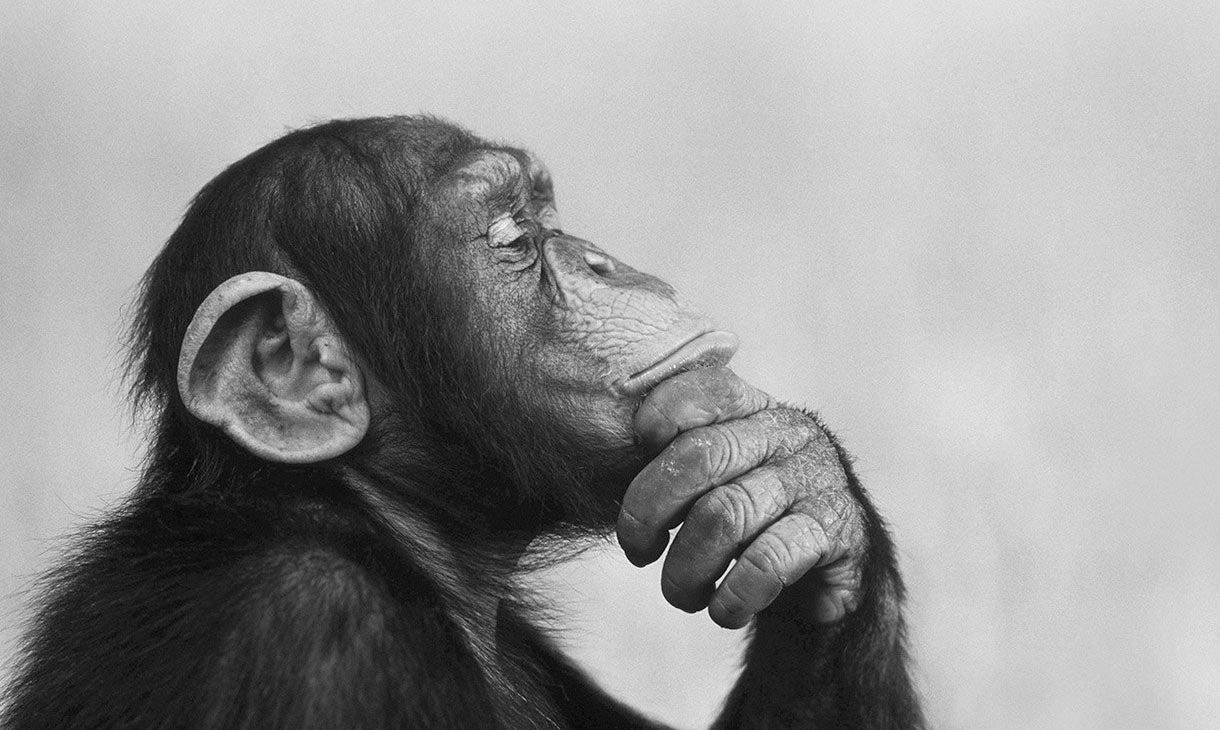 Image of a chimpanzee thinking 