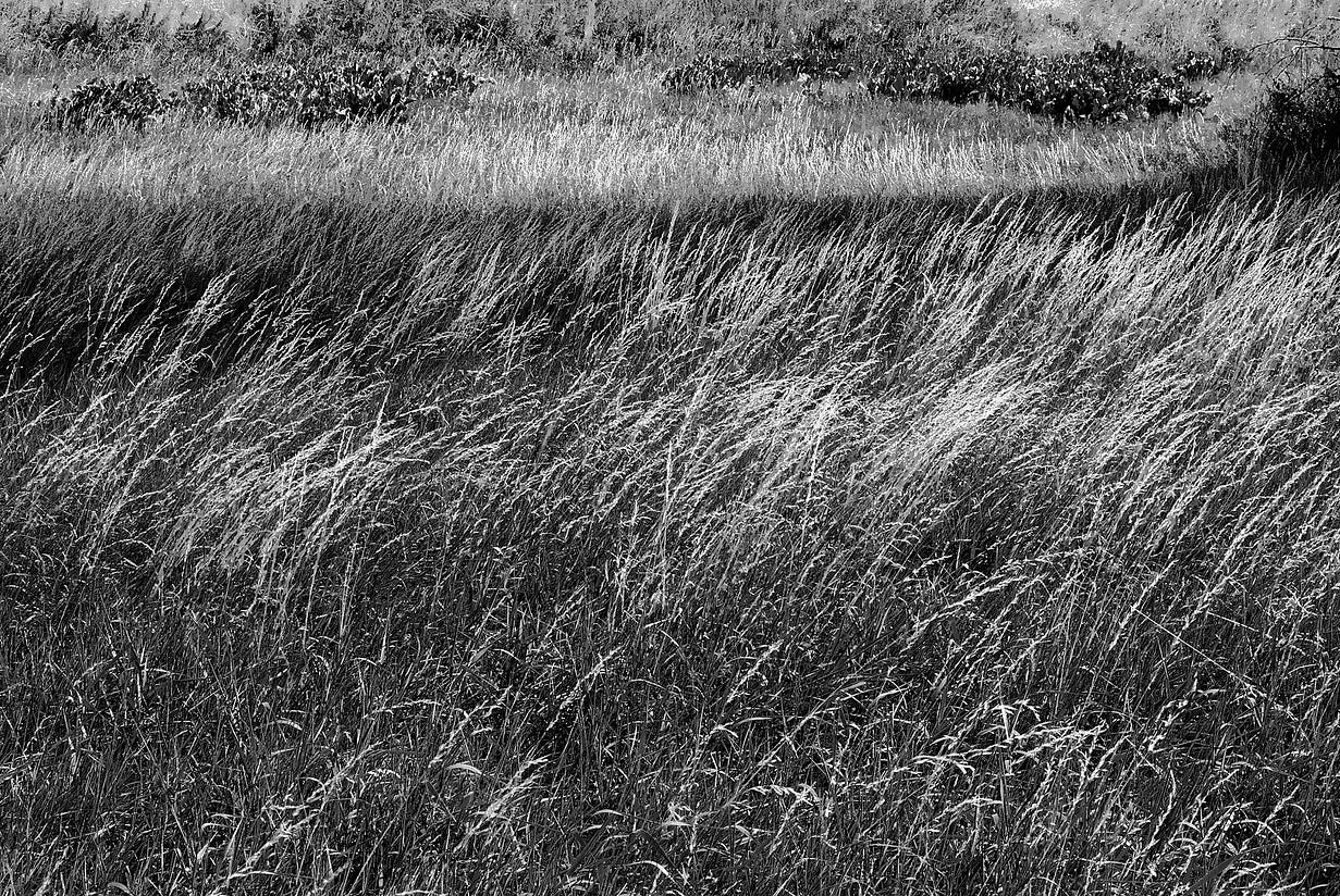 Breeze in the Grass — Copyright; Sean P. Durham, Berlin, 2022