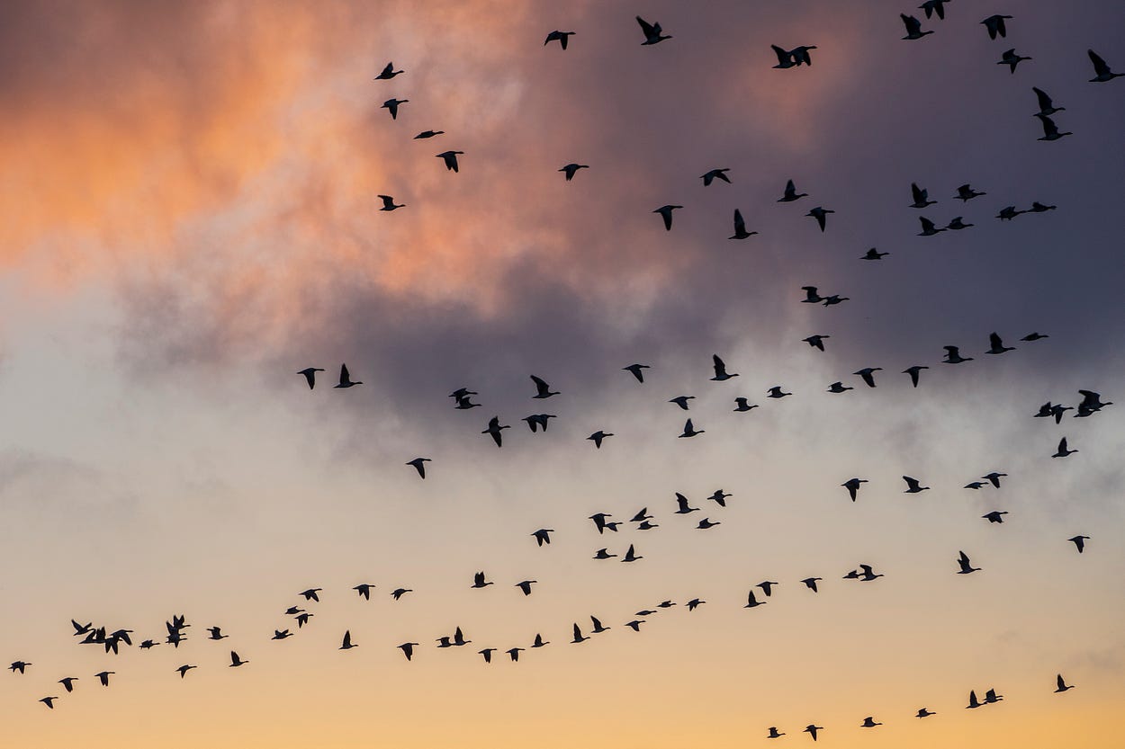 migrating birds high up in the twilight sky