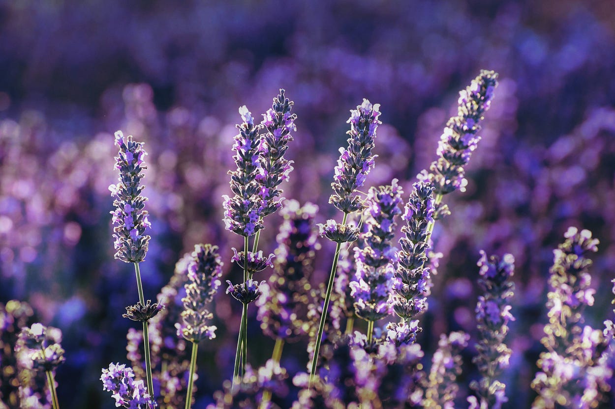 A feild of lavender on a sunny day with a close up of several individual stems in bloom.