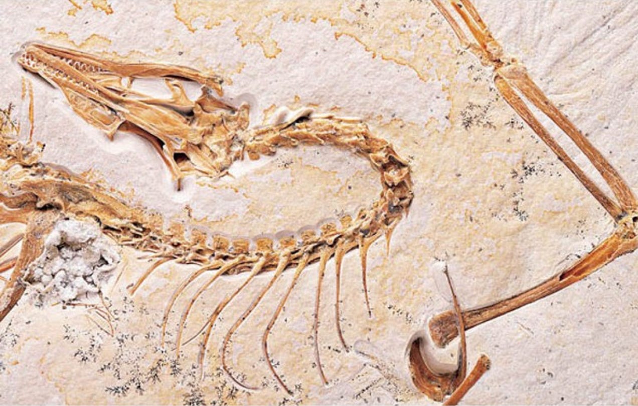 A Groundbreaking Idea in Paleontology: Do All Perfect Fossils Originate from an Instantaneous…