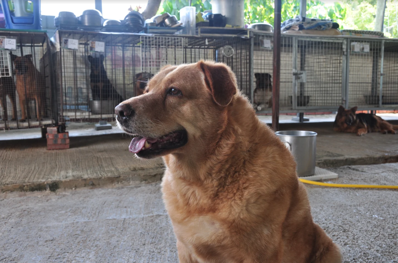 Doctor Sniffy NFTs Help a Hong Kong Dog Rescue — Insider Pics and an Awesome Generative Art Preview