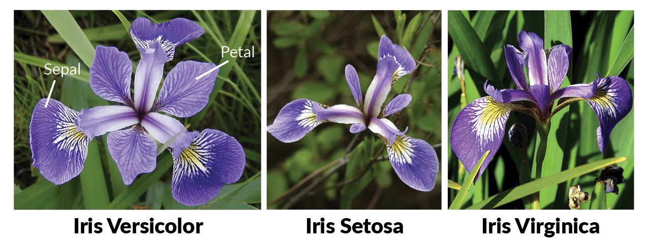 Creating a Simple Neural Network to Classify Iris Species Using PyTorch