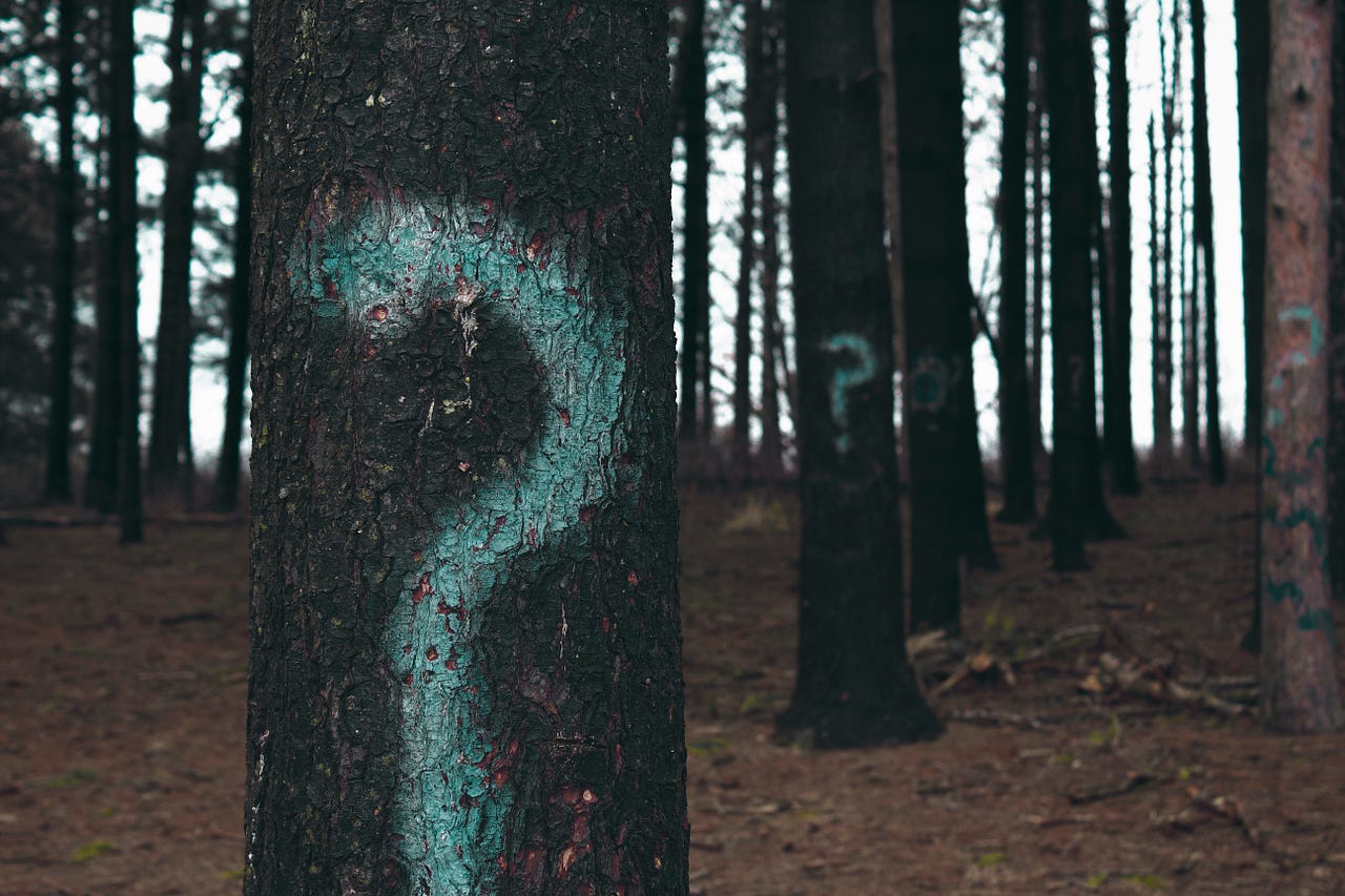 trees through the forrest image