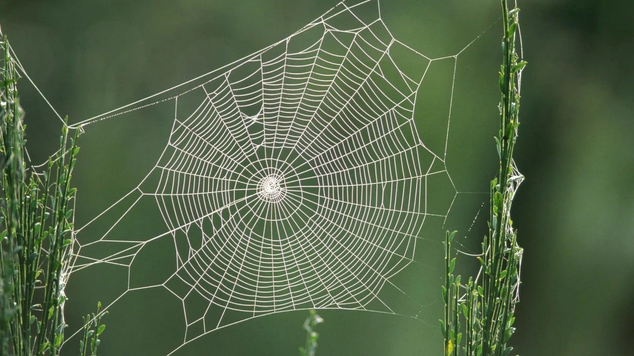 Spider Silk Fact: A Web Long Enough to Wrap Around the Earth Would Wei