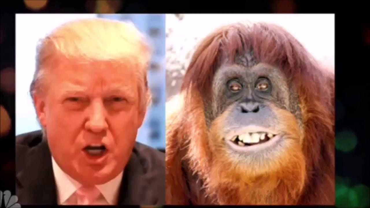 Image result for Trump as orange orangutan images