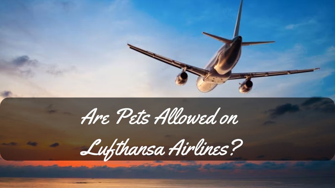 Are Pets Allowed on Lufthansa Airlines-