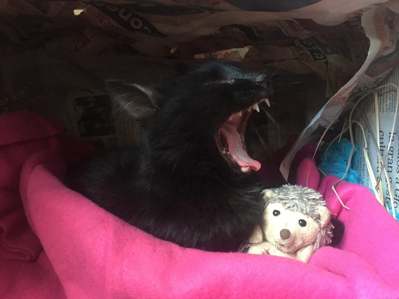 black cat yawning with cuddly toy