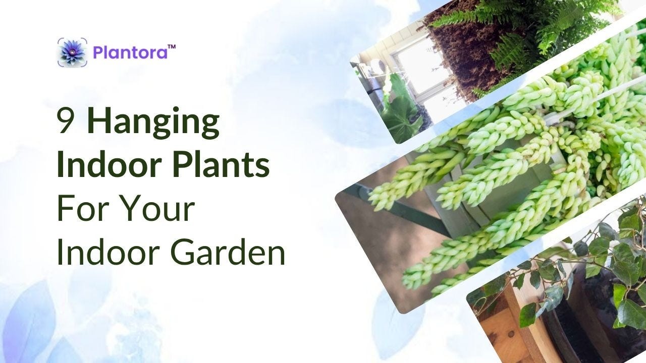 Top Hanging Indoor Plants To Grow At Home. Top Hanging Indoor Plants To Grow At Home.