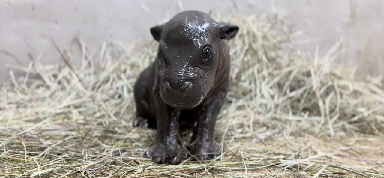 Japan Has Done It Again: Meet Kobushi, The Tiny Pygmy Hippo Who Just Made The Entire Internet Cry…