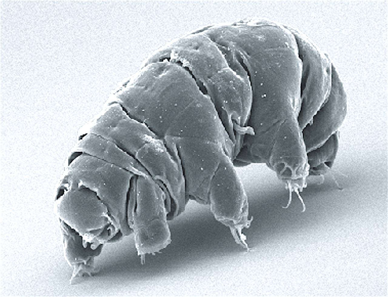 Tardigrades: surviving the vacuum of space by turning into glass