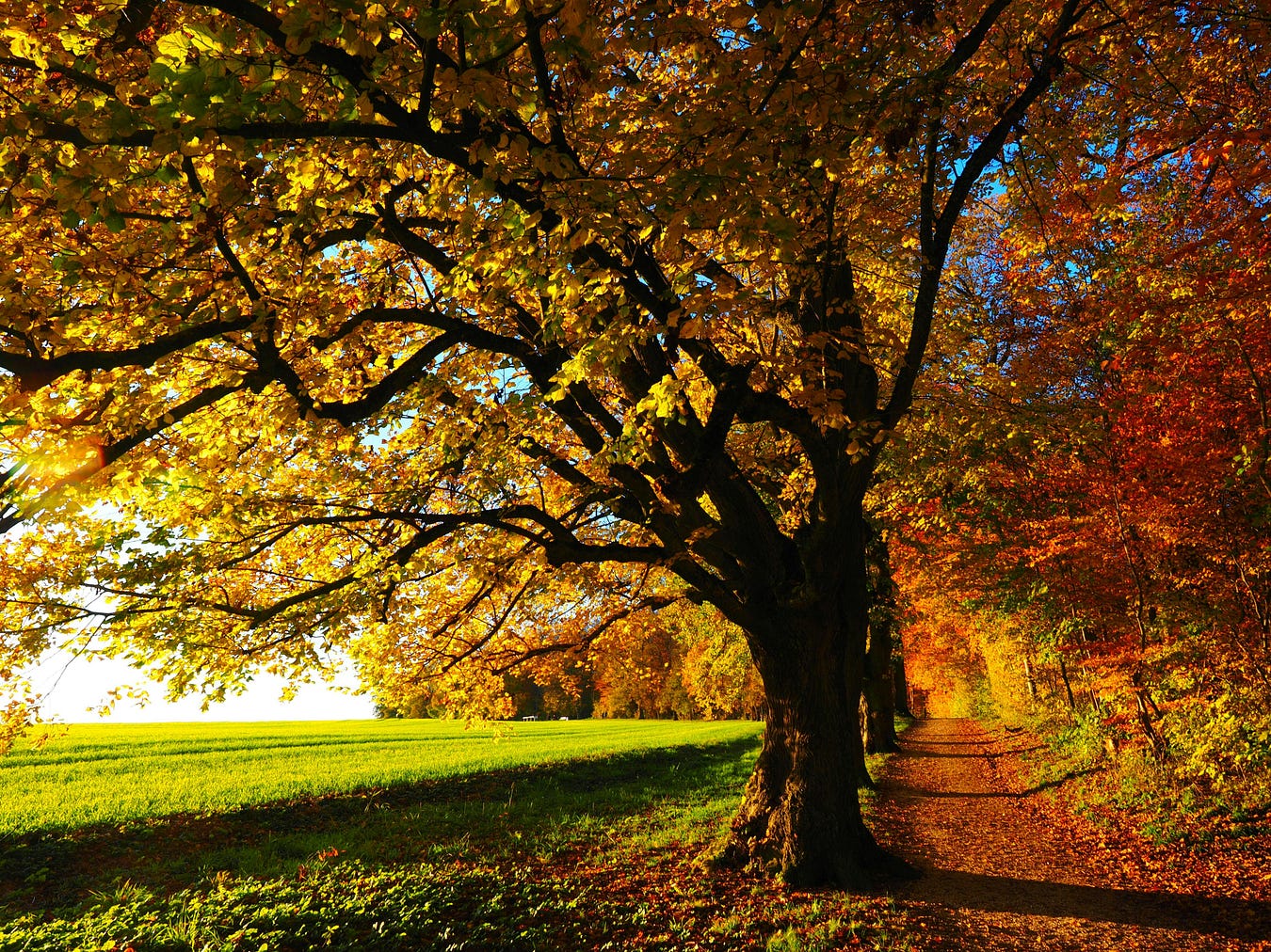 Country lane in autumn