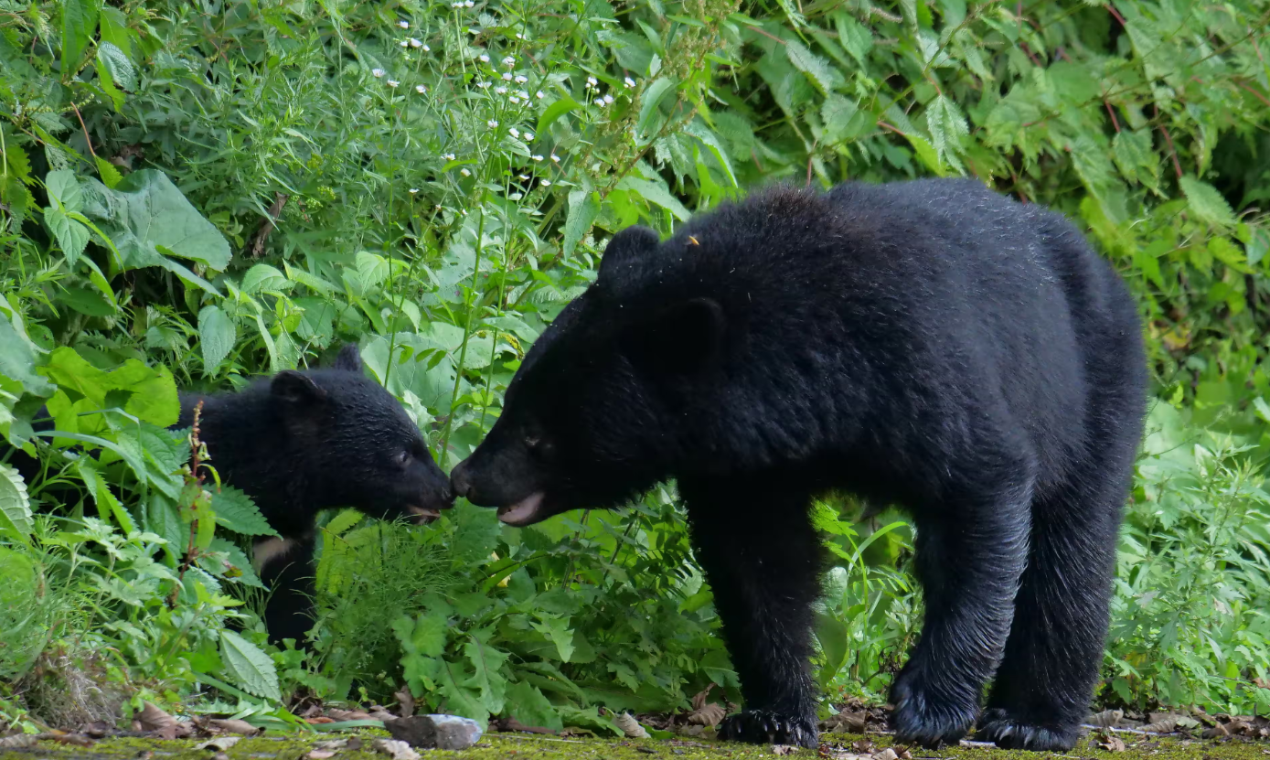 Japan to Trial AI Bear Warning System Following Surge in Attacks (Video)