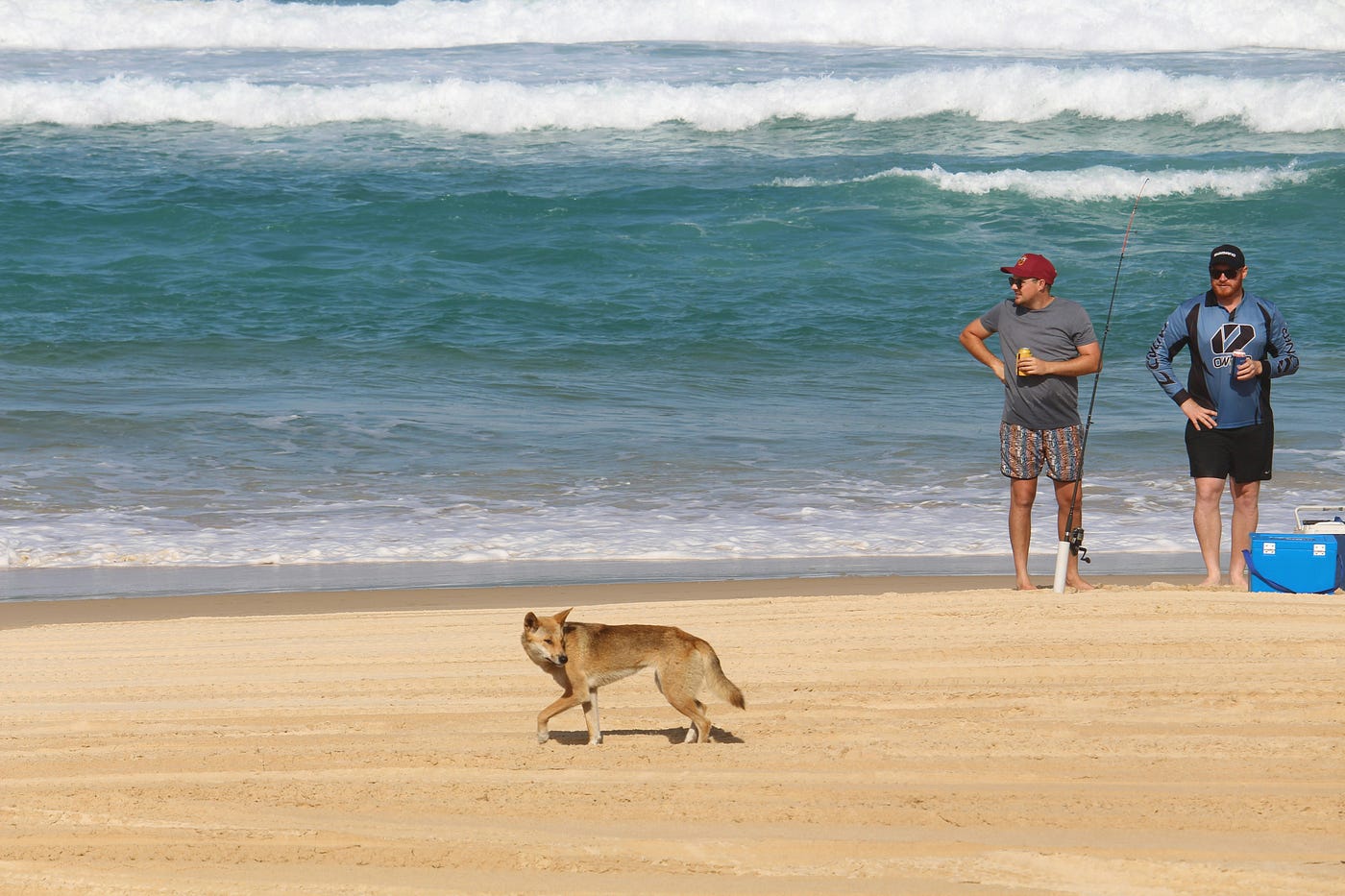 A (cautious) wild dingo passes two fishermen on a beach with the blue water behind them.