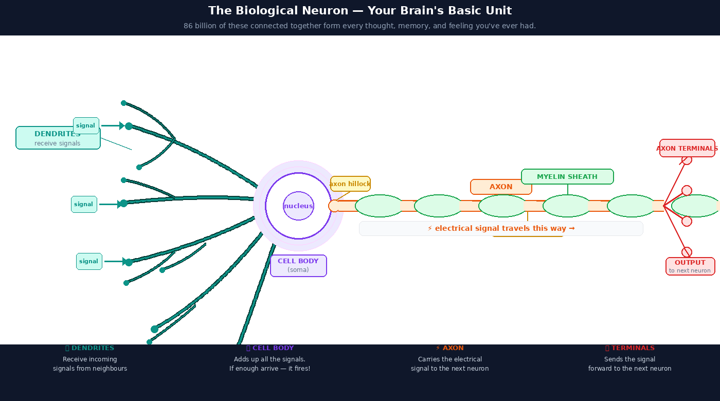 Neural Networks: The Real Explanation Nobody Gives You